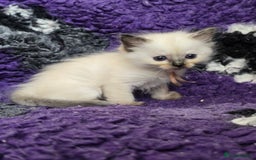Ragdoll cats for sale: GCCF Registered kittens  - Image 10