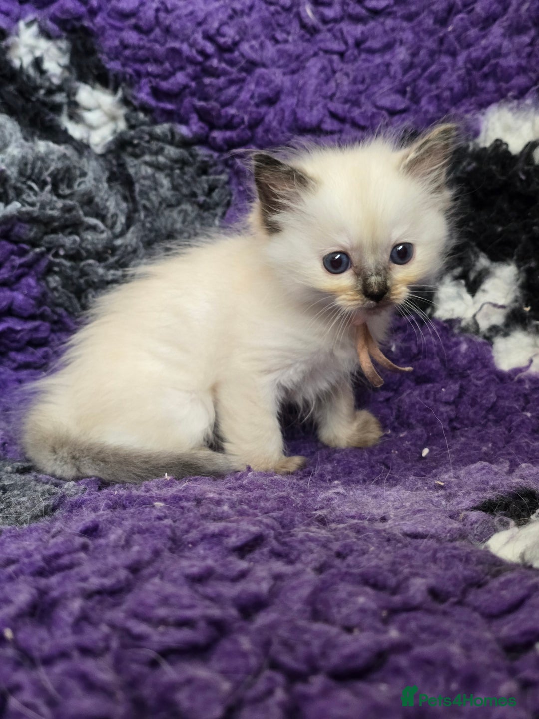 Ragdoll cats for sale: GCCF Registered kittens  - Image 10