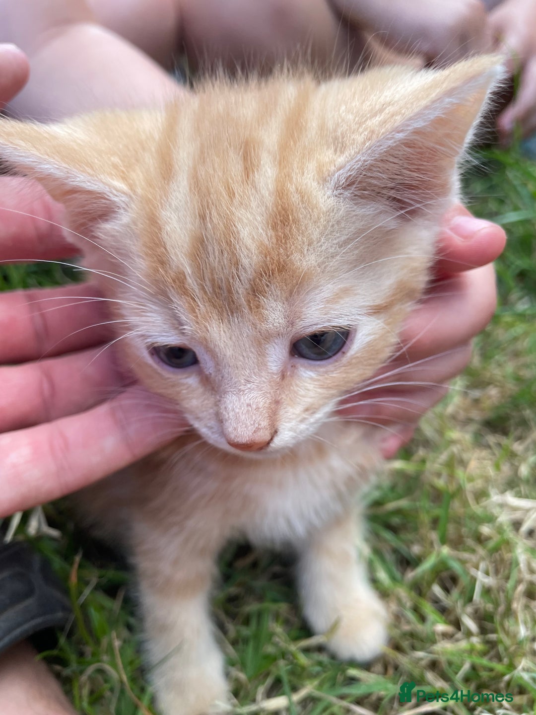 Mixed Breed cats for sale: 4 loving kittens for sale  - Image 3