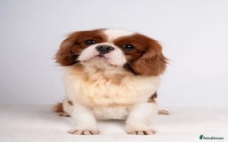 Cavalier King Charles Spaniel dogs for sale: 🐶 KC Cavalier King Charles Spaniel Puppies 🐶 - Image 17