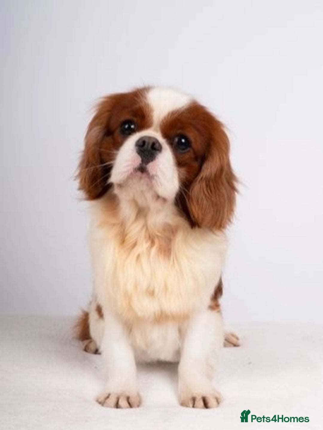 Cavalier King Charles Spaniel dogs for sale: 🐶 KC Cavalier King Charles Spaniel Puppies 🐶 - Image 17