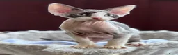 Devon Rex cats for sale: Fantastic Pedigree Devon Rex - Advert 8