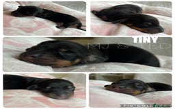 Miniature Dachshund dogs for sale: Incredible little of miniature dachshund puppies  - Image 3