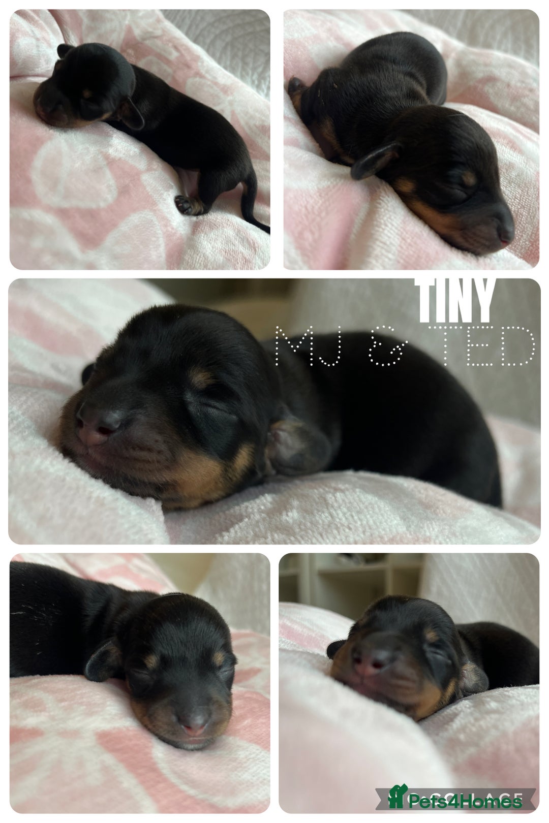 Miniature Dachshund dogs for sale: Incredible little of miniature dachshund puppies  - Image 3