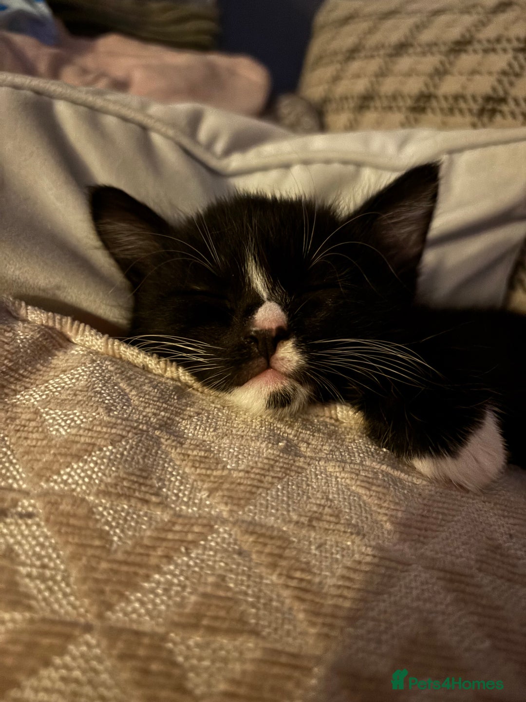 Domestic Shorthair cats for sale: Last male kitten - Image 4