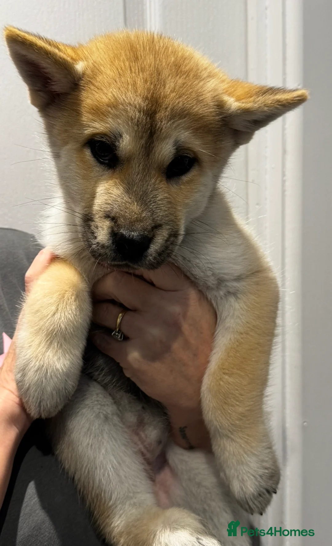 Mixed Breed dogs for sale: Chowski puppies for sale  - Advert 3