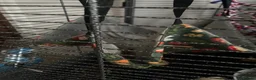 Rat rodents for sale: Cage and accessories  - Advert 6