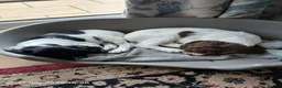 English Springer Spaniel dogs for sale: English Springer Spaniel Puppy in Eye - Advert 10