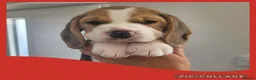 Beagle dogs for sale: KC Registered Beagle puppies  - Advert 2