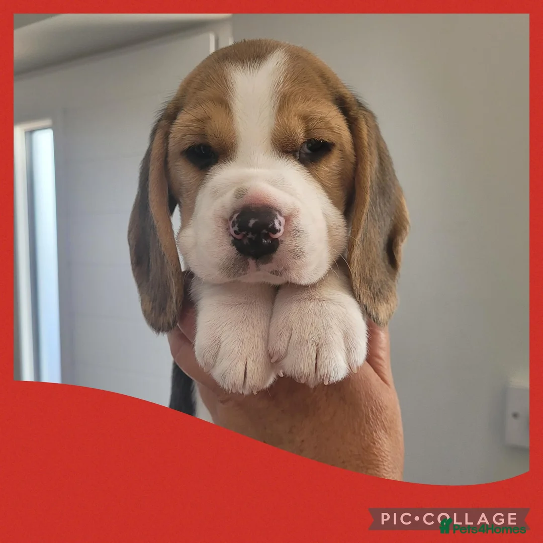 Beagle dogs for sale: KC Registered Beagle puppies  - Advert 2
