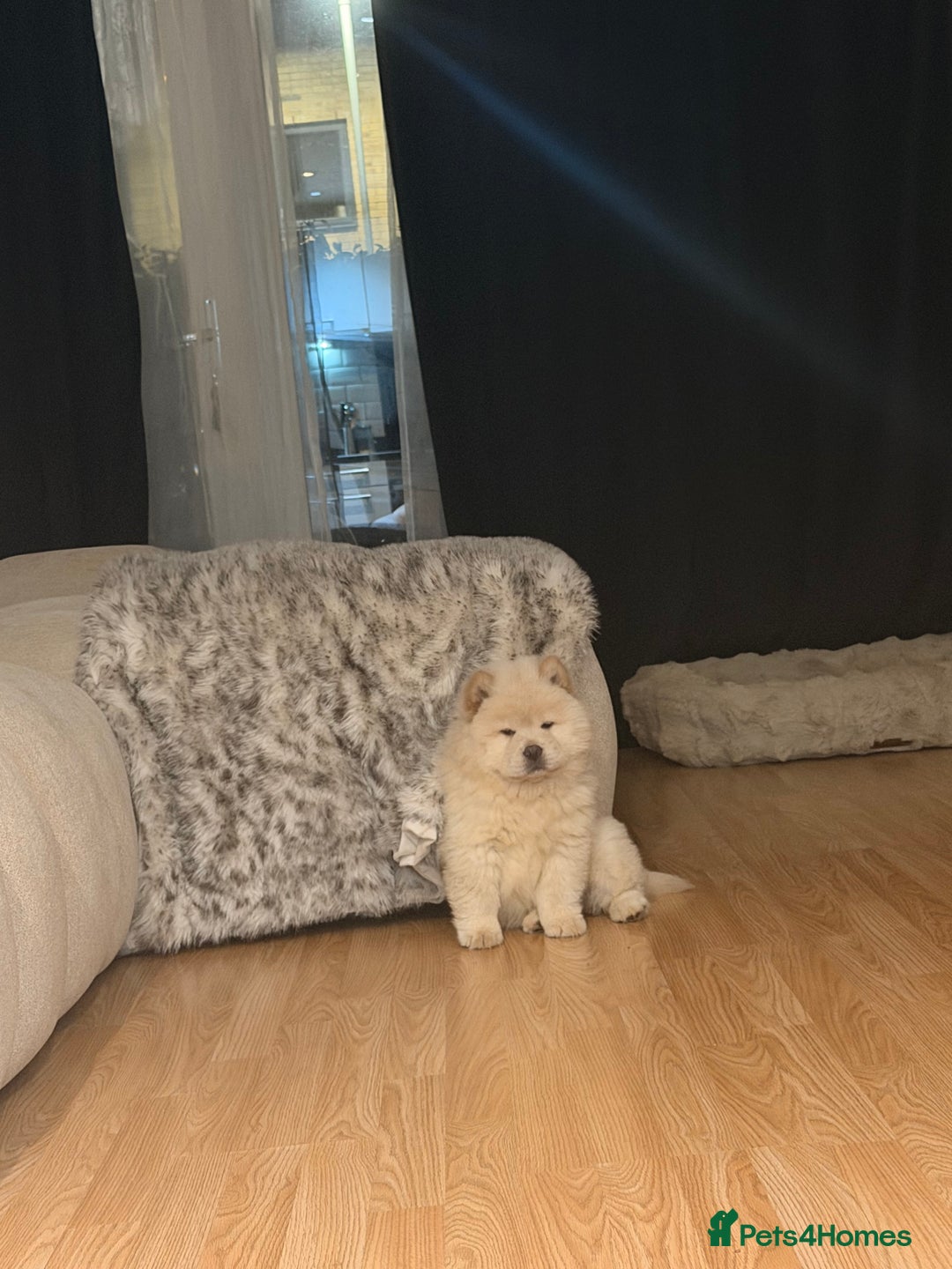 Chow Chow dogs for sale: Cream chow chow puppy KC registered - Advert 3