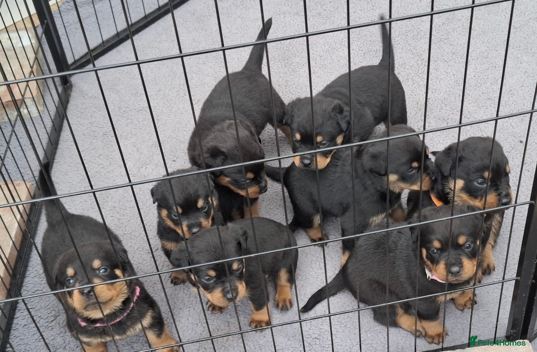 Rottweiler dogs 3 Males and 1 Female available!  - Advert 5