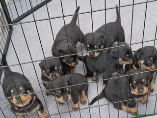 Rottweiler dogs 3 Males and 1 Female available! - Advert 5