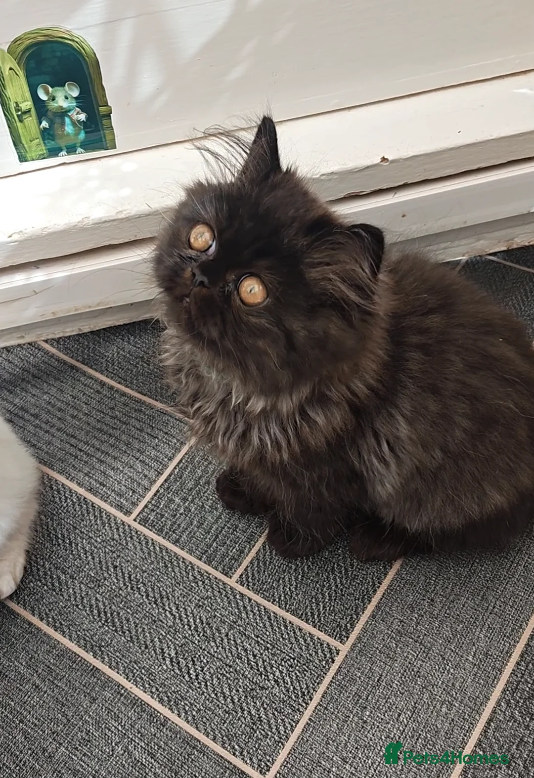 Persian cats for sale: Pure Persian boy and girl  - Advert 2