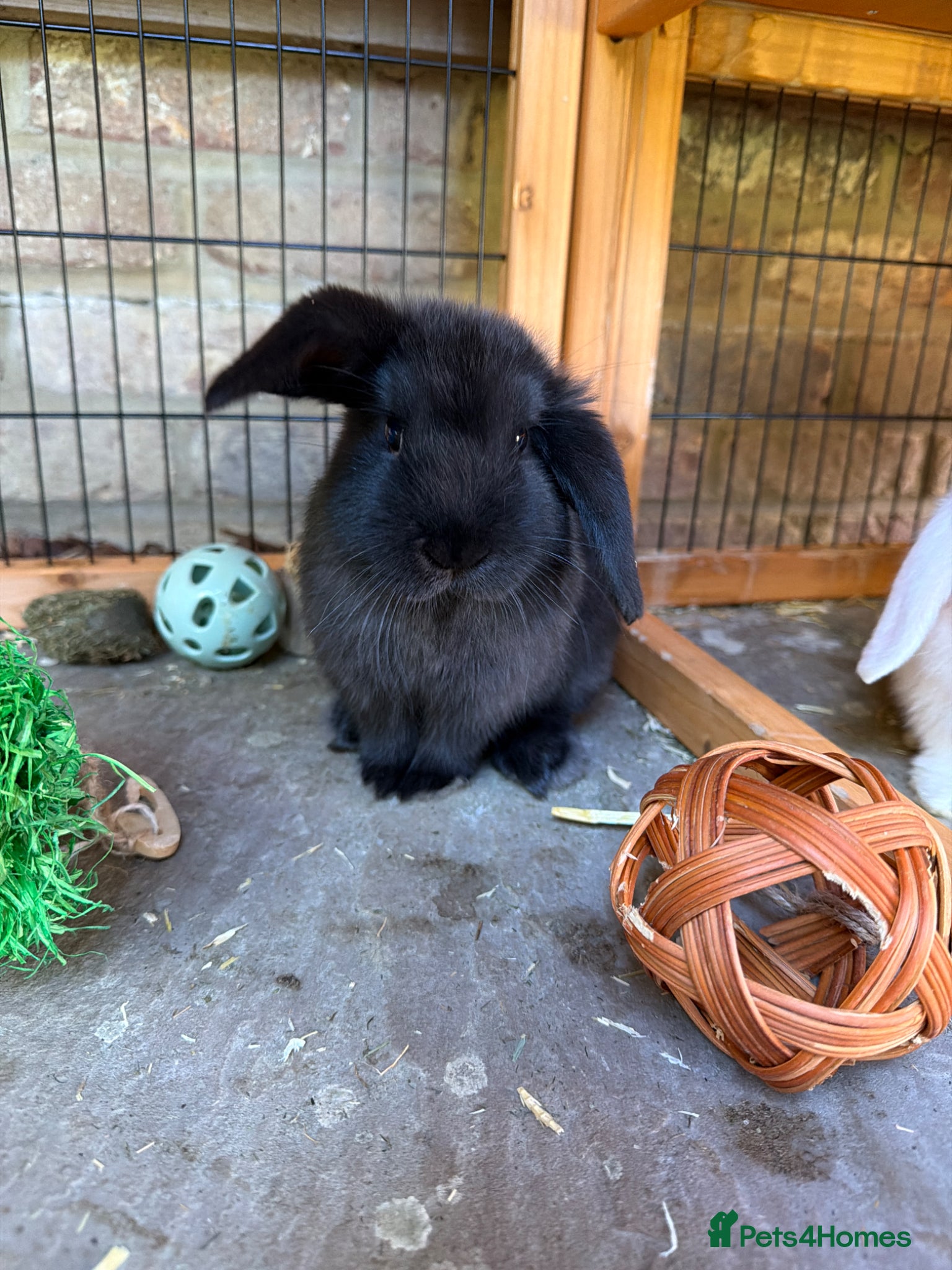 Mini Lop rabbits for sale: Mini Lop Rabbits  - Advert 1