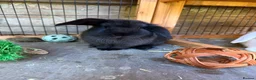 Mini Lop rabbits for sale: Mini Lop Rabbits  - Advert 1