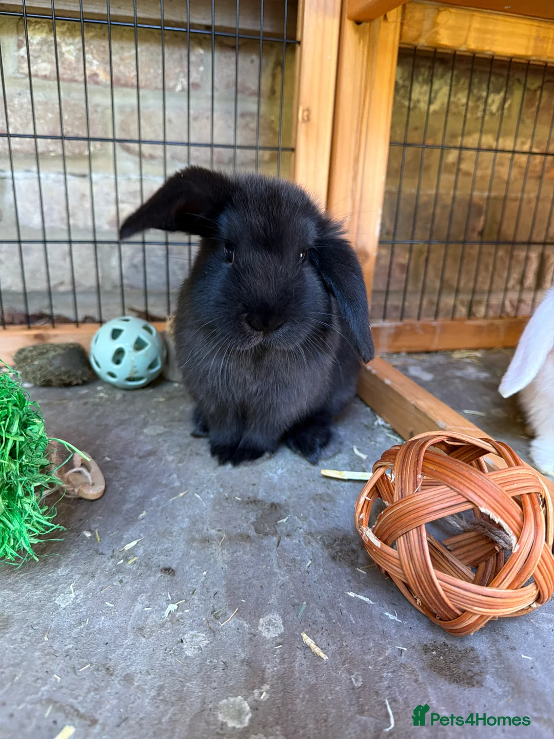 Mini Lop rabbits for sale: Mini Lop Rabbits  - Advert 1