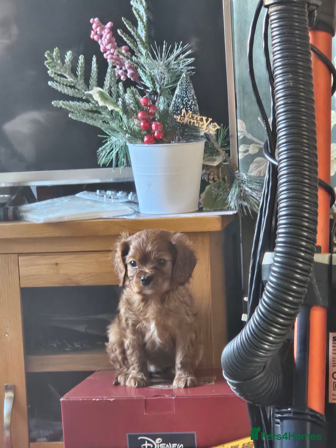 Cavalier King Charles Spaniel dogs for sale: Cavalier - Advert 1
