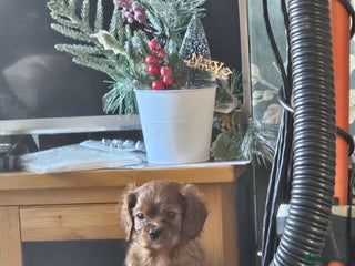 Cavalier King Charles Spaniel dogs Cavalier - Advert 9