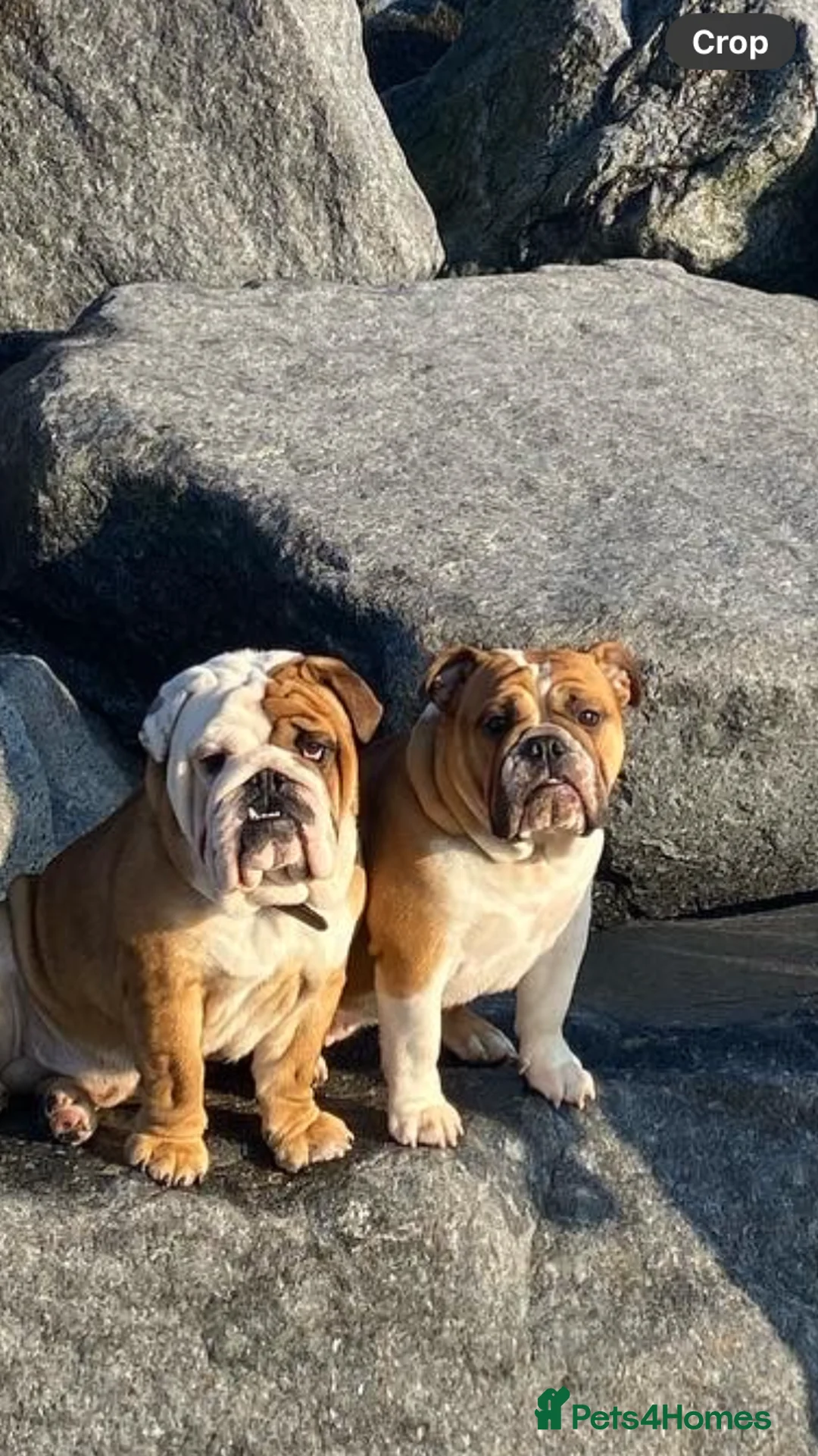 English Bulldog dogs for sale: Ms Osbourne  - Advert 28