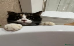 Mixed Breed cats for sale: Beautiful cat for adoption - Advert 9