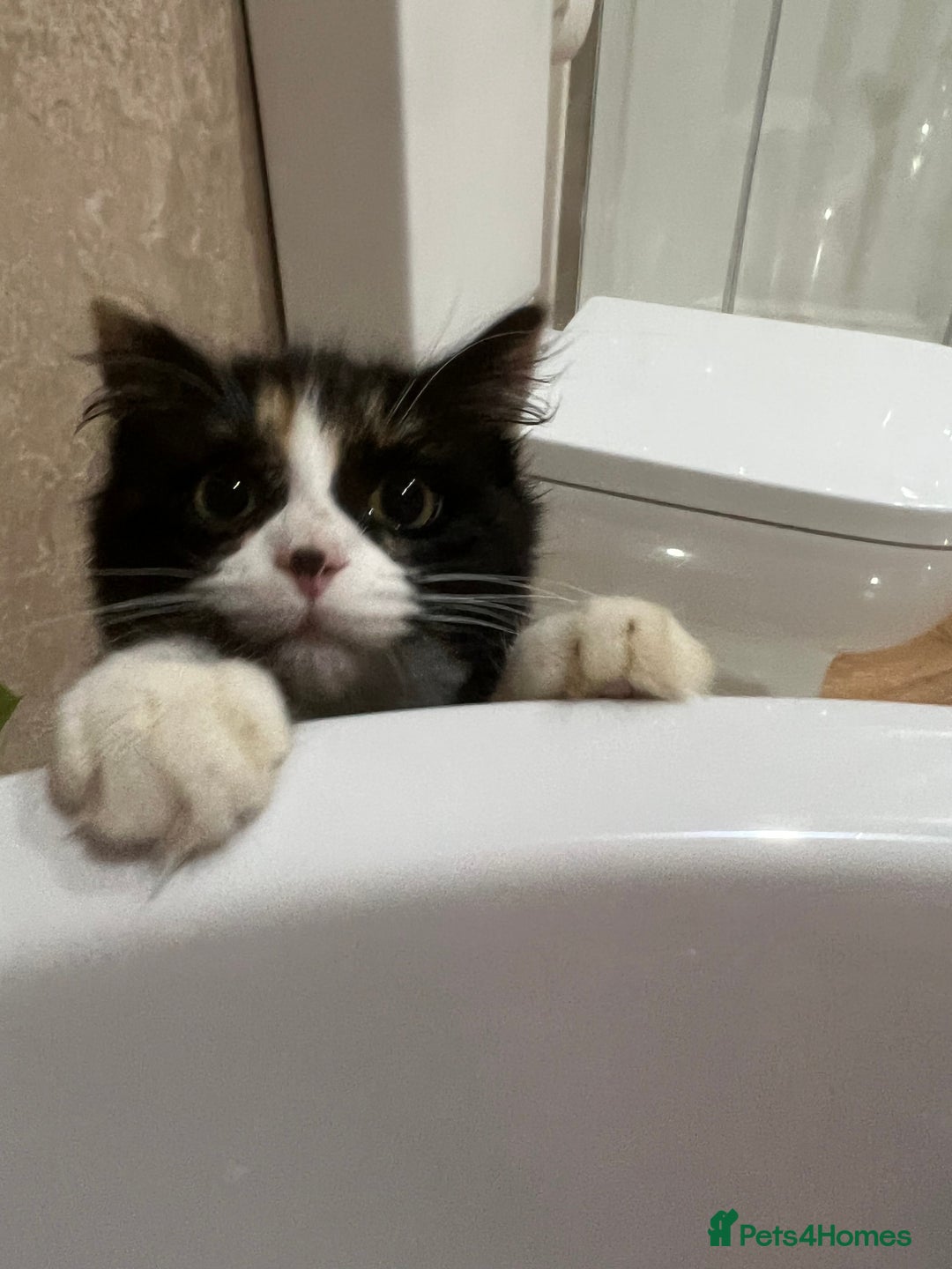 Mixed Breed cats for sale: Beautiful cat for adoption - Advert 9