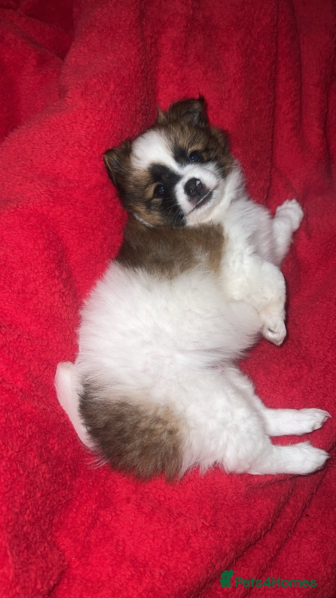 Mixed Breed dogs for sale: Male puppy for sale - Advert 5