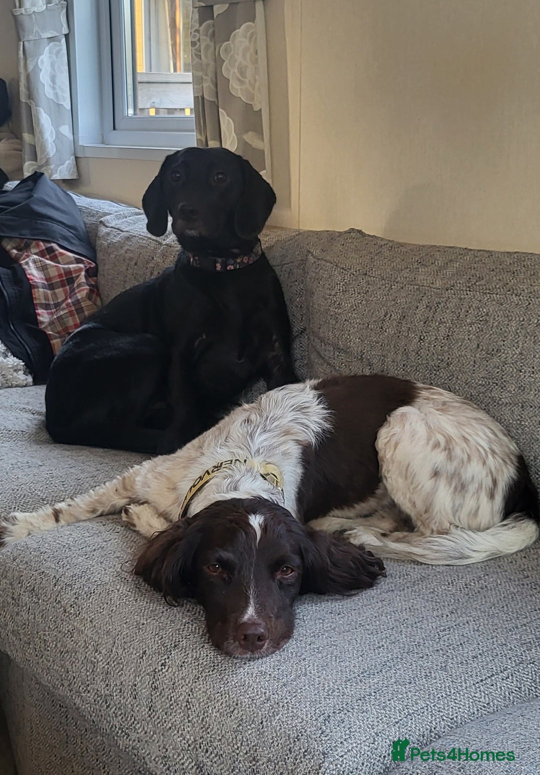 Mixed Breed dogs for sale: Very friendly Beagador called poppy - Advert 7