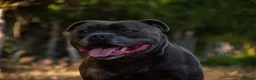 Staffordshire Bull Terrier dogs for sale: KC Brindle Staffordshire Bull Terrier Puppies - Advert 4