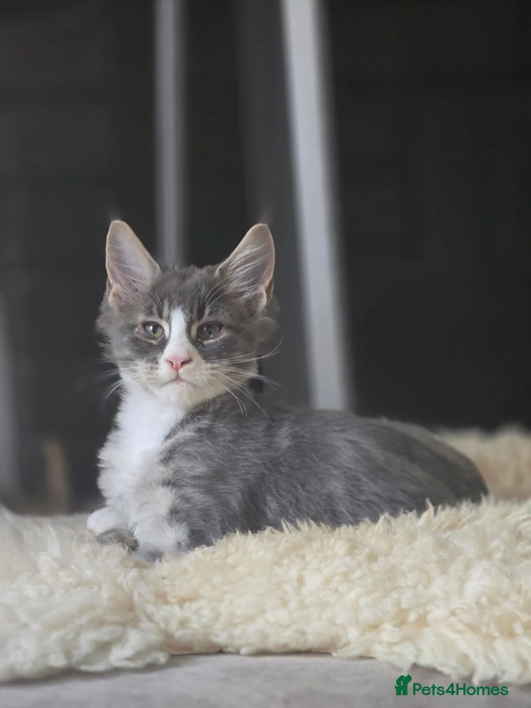 Maine Coon cats for sale: Tica Pedigree Maine Coons - Advert 2