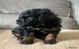 Cockapoo dogs for sale: F1BB Toy Cockapoo puppies - Image 6