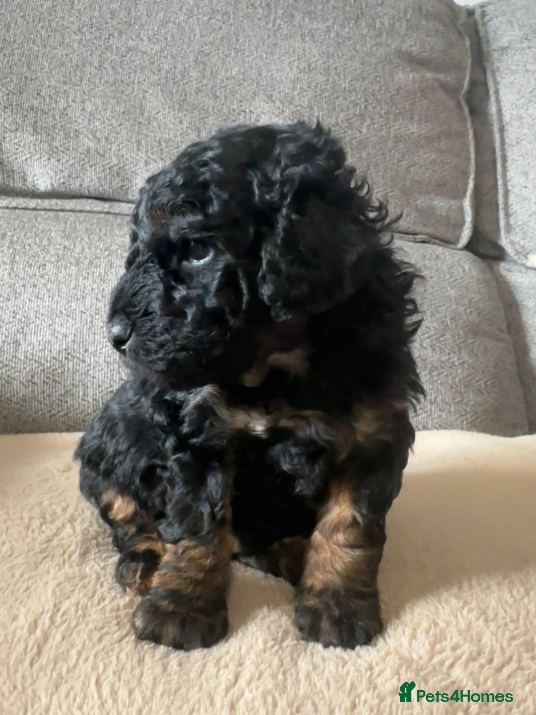 Cockapoo dogs for sale: F1BB Toy Cockapoo puppies - Image 6