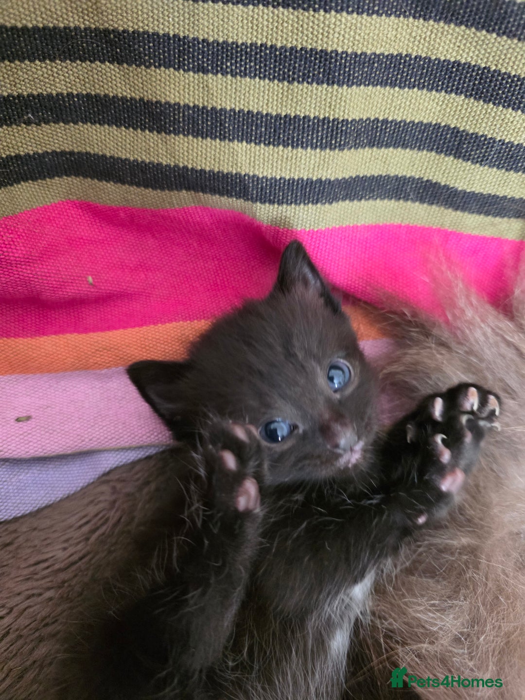 Ragdoll cats for sale: Beautiful Ragdoll X kittens - Image 16
