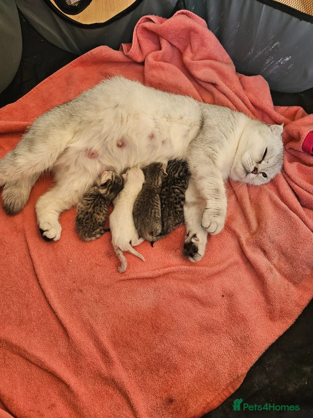 Scottish Fold cats for sale:  Adorable Scottish Fold Kittens in London - Advert 2