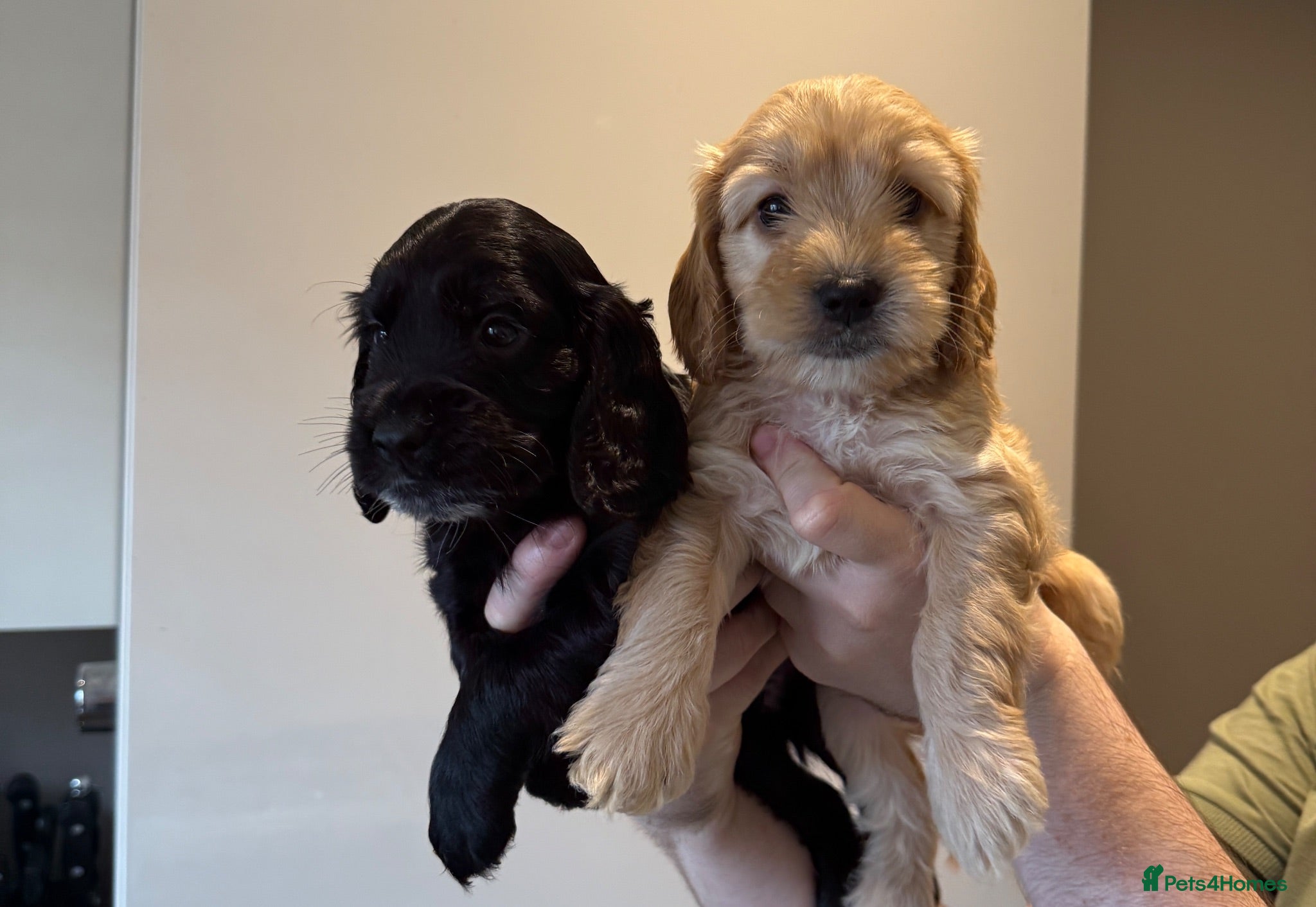 Cockapoo dogs Beautiful Cockapoo Puppies  - Advert 10