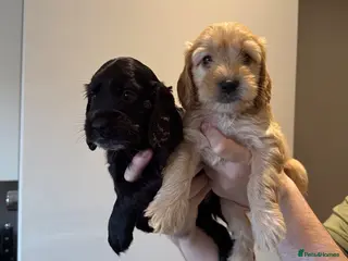 Cockapoo dogs Beautiful Cockapoo Puppies - Advert 10