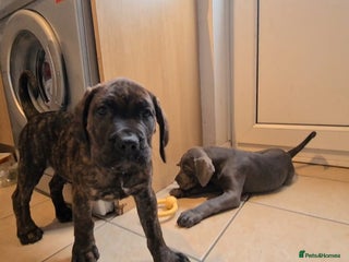 Cane Corso dogs BIG CHUNKY Cane Corso puppies! - Advert 8