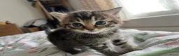 Mixed Breed cats for sale: 3 lovely Kittens for sale - Advert 6