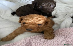 Cockapoo dogs for sale: Adorable cockapoo puppy’s  - Image 12