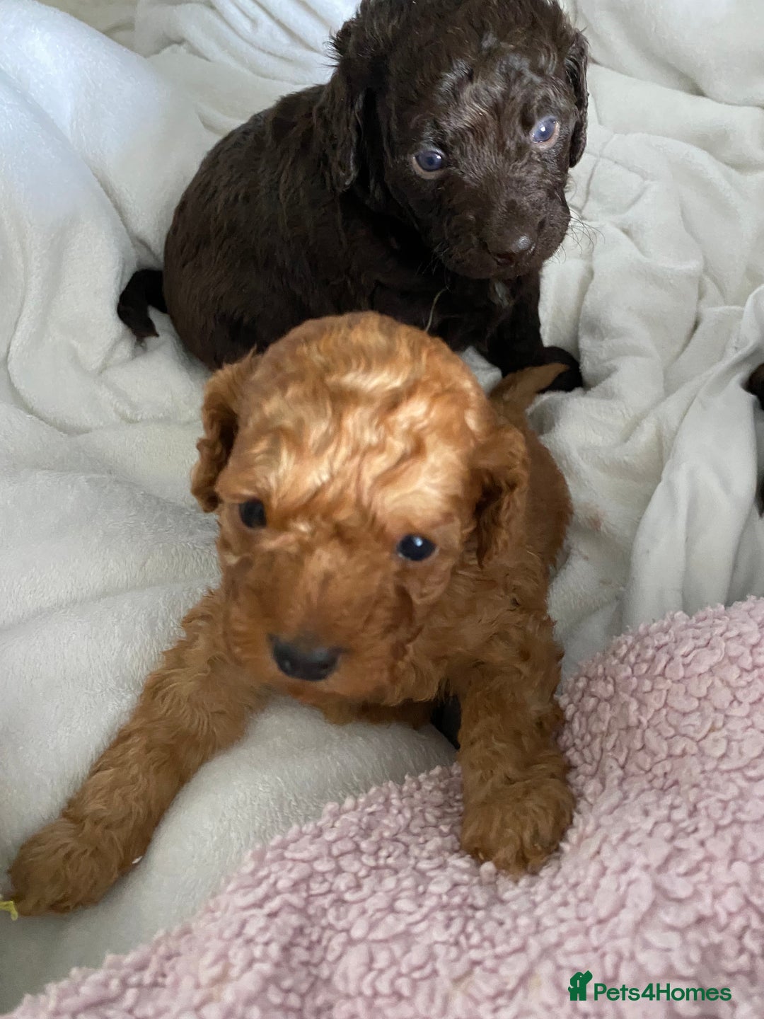 Cockapoo dogs for sale: Adorable cockapoo puppy’s  - Image 12