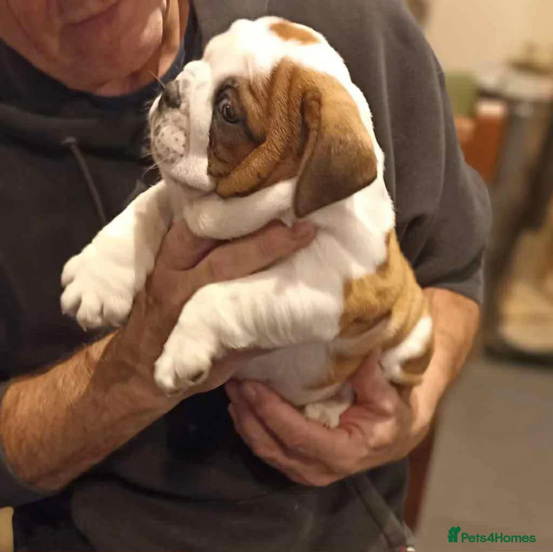 English Bulldog dogs for sale: 😍 English bulldog puppies 🥰 - Advert 7
