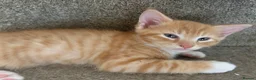 Mixed Breed cats for sale: Little of three kittens  - Advert 4