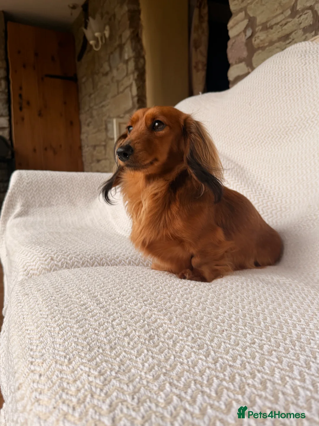 Miniature Dachshund dogs for sale: Quality Miniature Dachshund Puppies - Advert 2