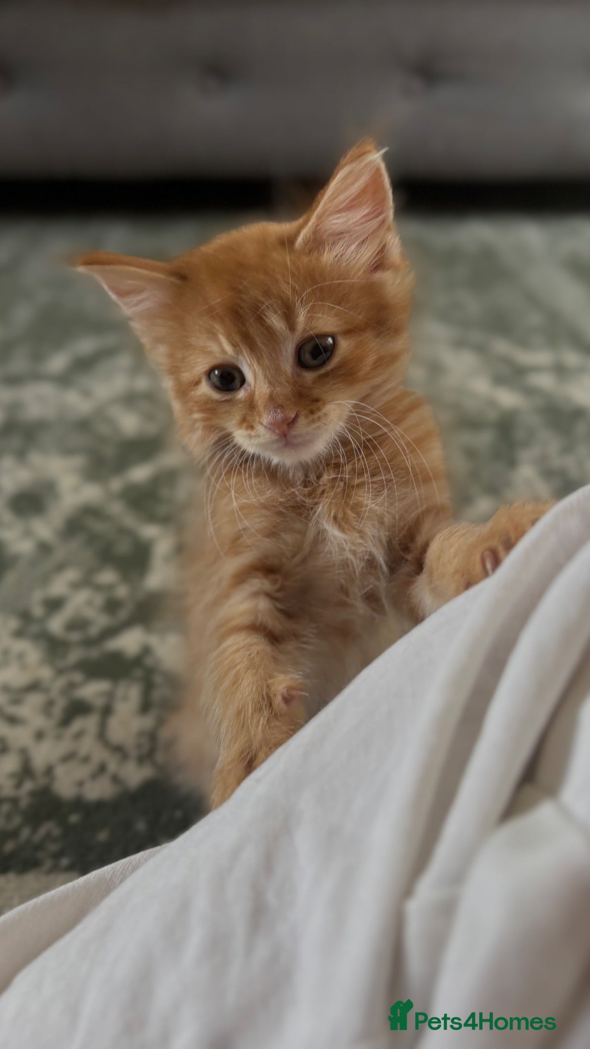 Mixed Breed cats 4 Beautiful Kittens For Sale - Advert 1
