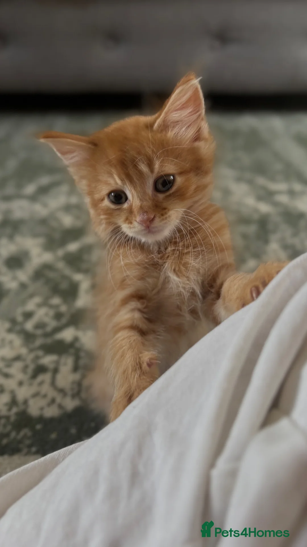 Mixed Breed cats for sale: 4 Beautiful Kittens For Sale - Advert 2