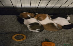 Jack Russell dogs for sale: 2 boys & 1 girl left, Ready & available from today - Image 14