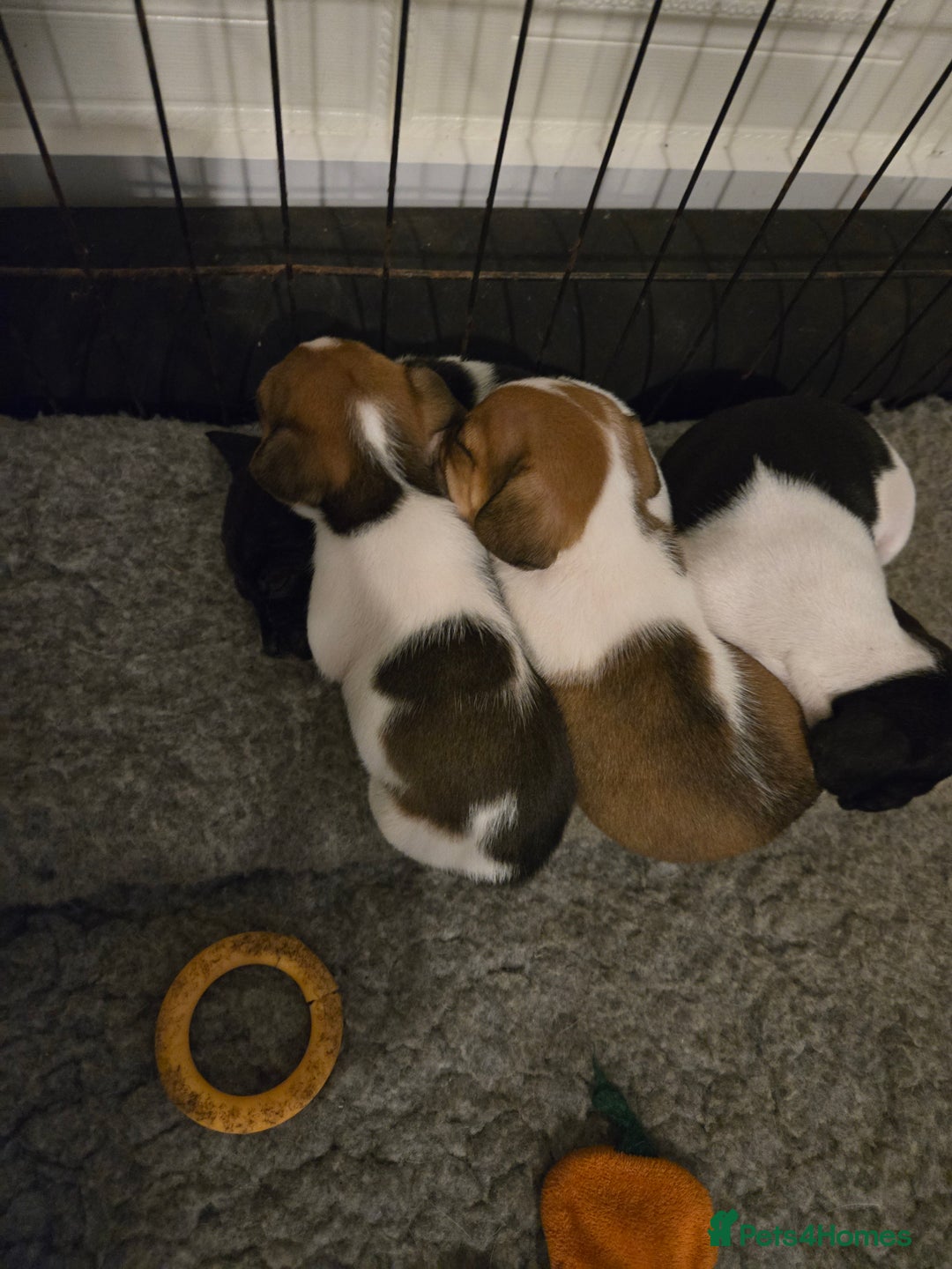 Jack Russell dogs for sale: 2 boys & 1 girl left, Ready & available from today - Image 14