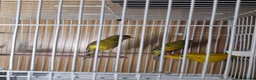 Canaries birds for sale: SE171DE  - Advert 1