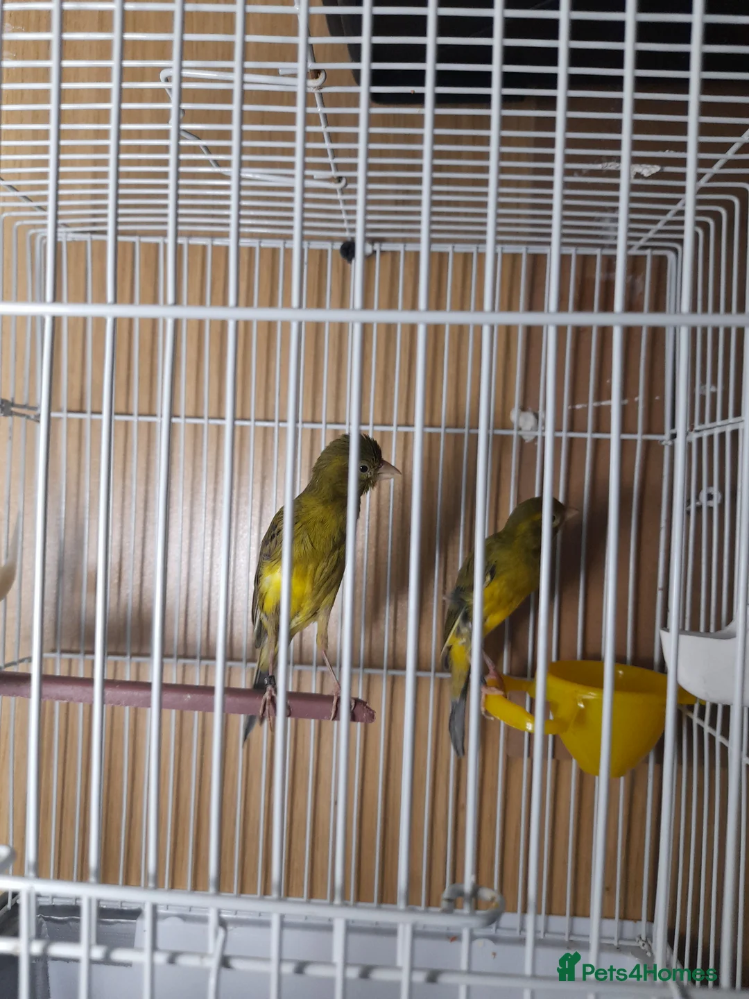 Canaries birds for sale: SE171DE  - Advert 1