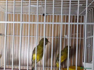 Canaries birds SE171DE - Advert 18